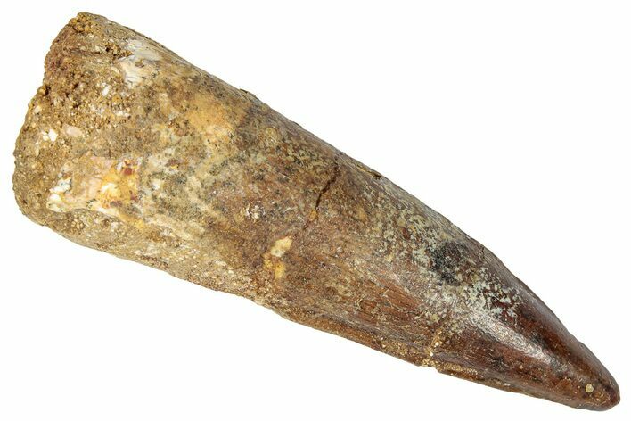 Fossil Spinosaurus Tooth - Real Dinosaur Tooth #346300